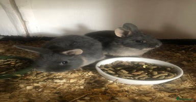Netherland Dwarf rabbits - Advert 16