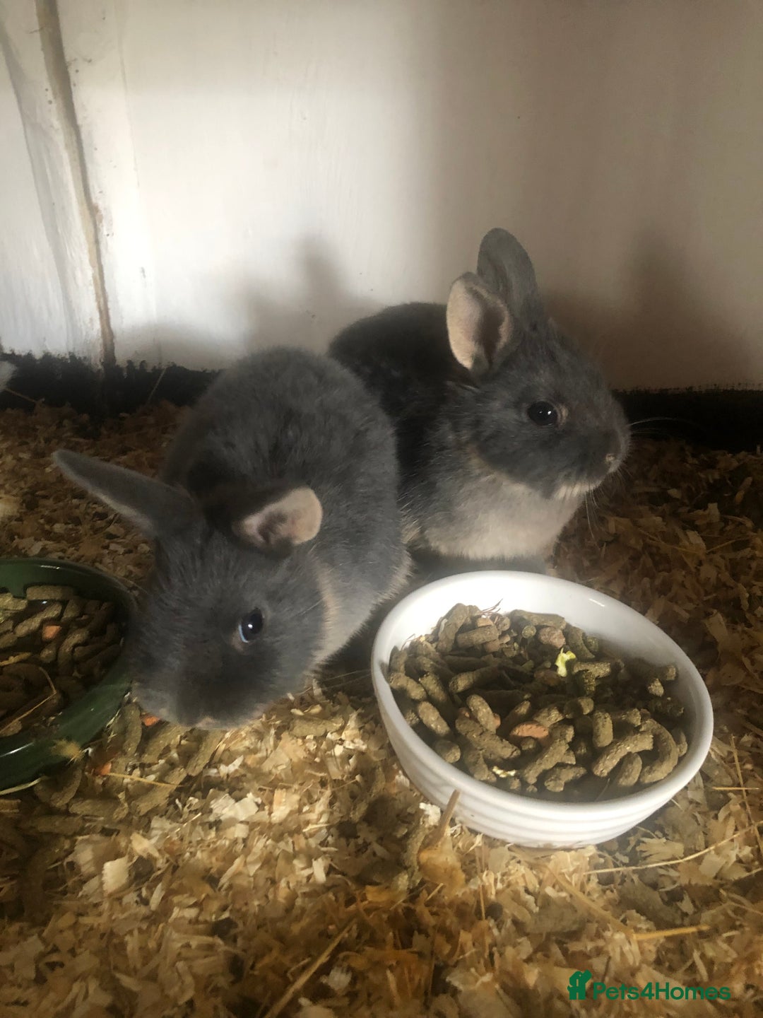 Netherland Dwarf rabbits for sale: Pedigree Netherland dwarf babys - Image 3