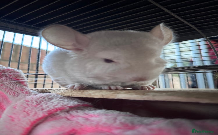 Chinchilla rodents - Advert 1