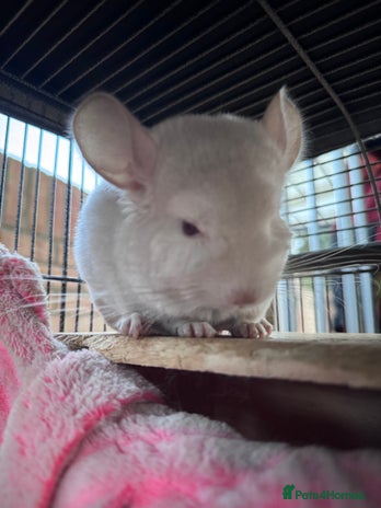 Chinchilla rodents - Advert 15