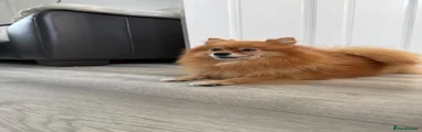Pomeranian 1