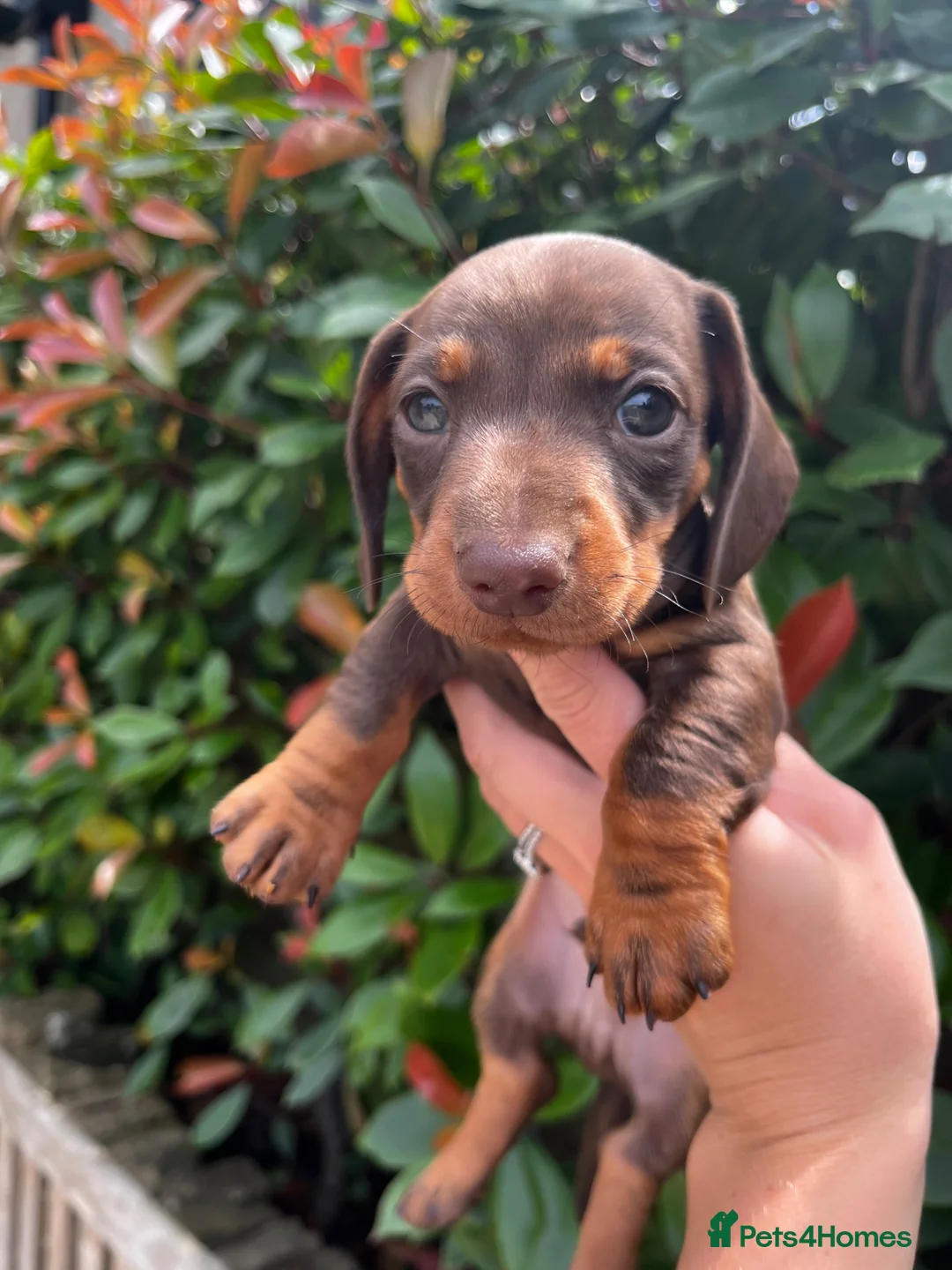 Miniature Dachshund dogs for sale: KC Reg Miniature Dachshund  - Advert 2