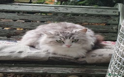 Ragdoll cats for sale: Stunning 3/4 Ragdoll kittens - Advert 1