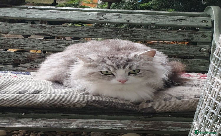 Ragdoll cats Stunning 3/4 Ragdoll kittens - Advert 4