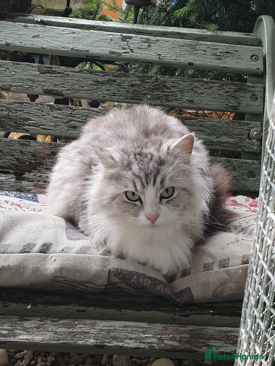 Ragdoll cats for sale: Stunning 3/4 Ragdoll kittens - Advert 1