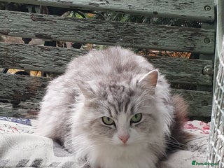 Ragdoll cats for sale: Stunning 3/4 Ragdoll kittens - Advert 1