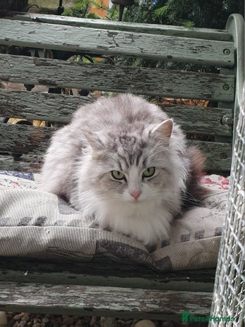 Ragdoll cats Stunning 3/4 Ragdoll kittens - Advert 4