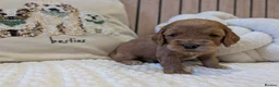 Cavapoo dogs for sale: BEAUTIFUL F1B CAVAPOO PUPPIES  - Advert 37
