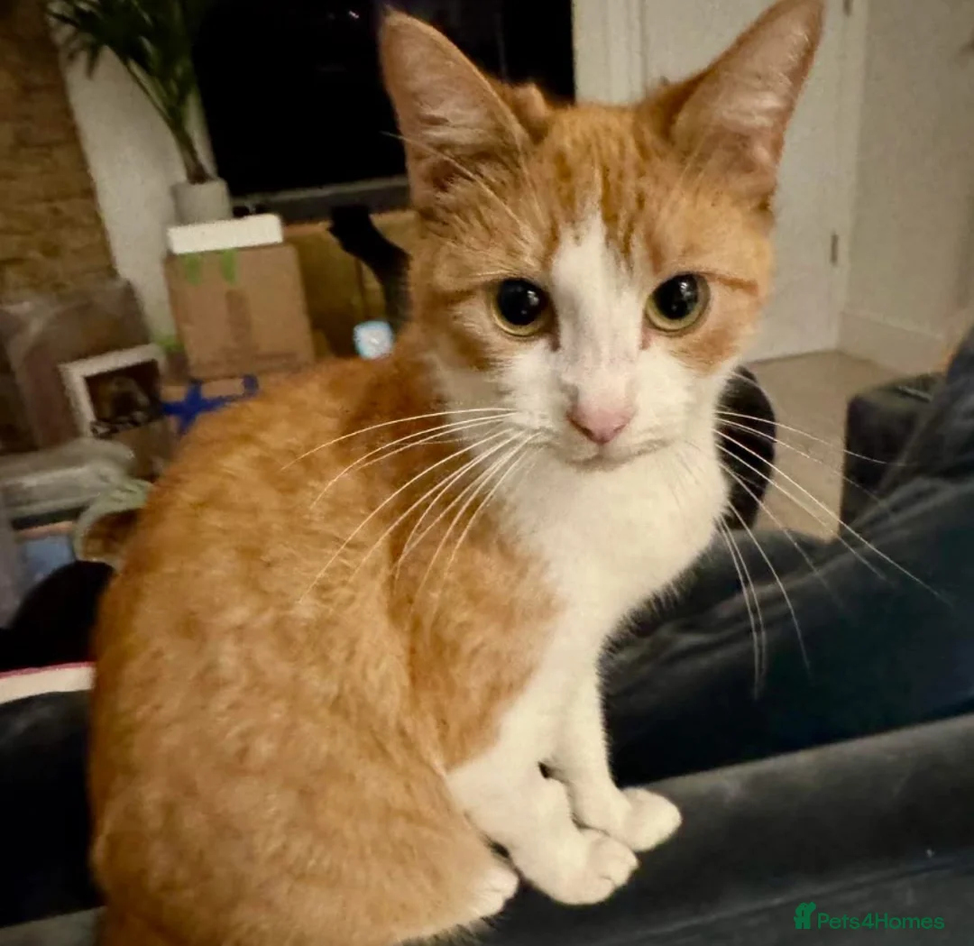 Mixed Breed cats for sale: 2 Adorable Male Kittens Ready For Their New Home🏡 - Advert 9