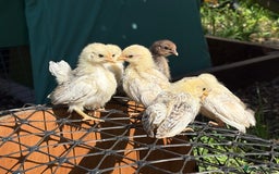 Chickens poultry for sale: Serama chicks for sale  - Image 1