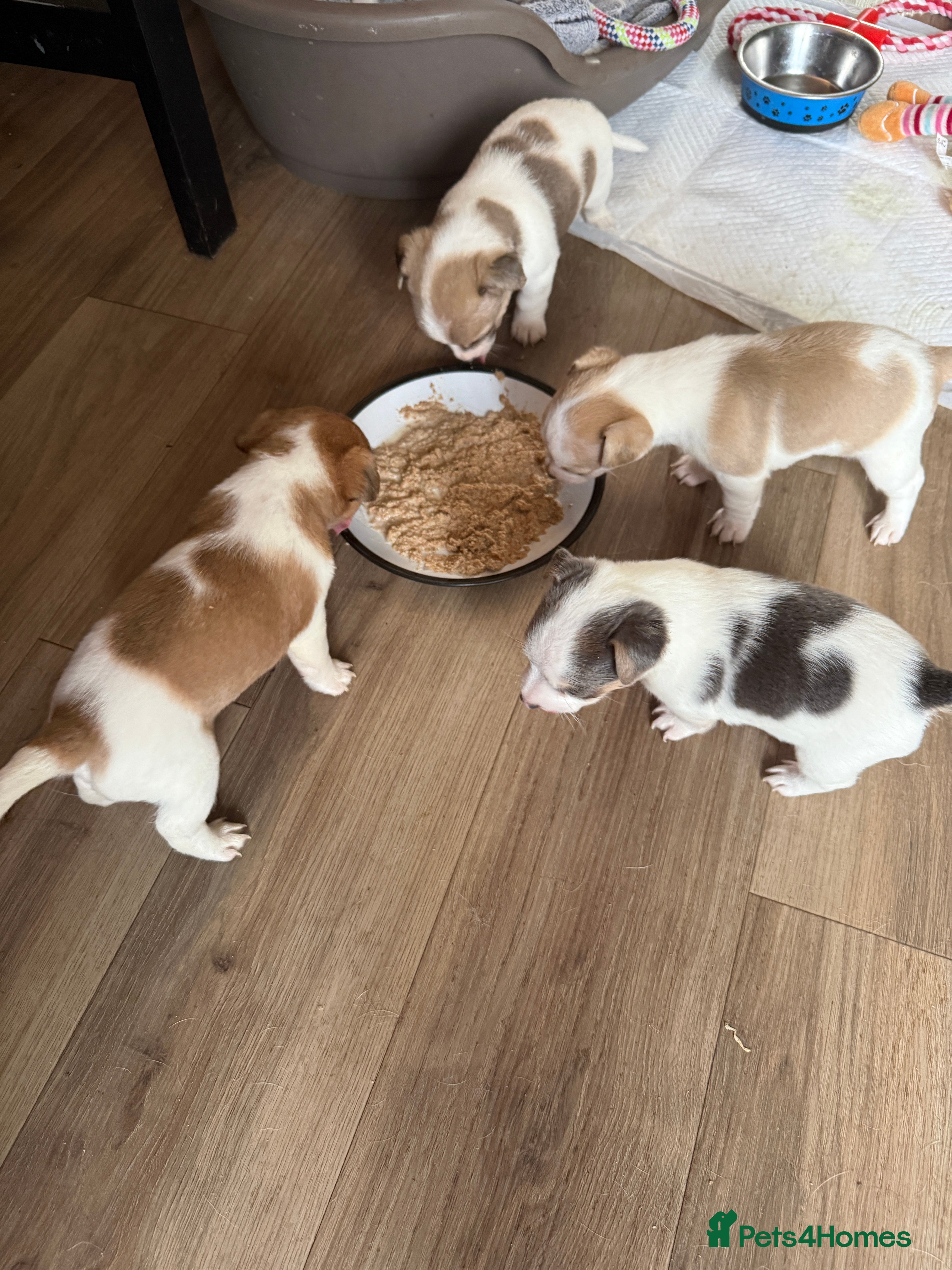 Jack Russell dogs Rare colouring Jack Russell’s 4 Male - Advert 3