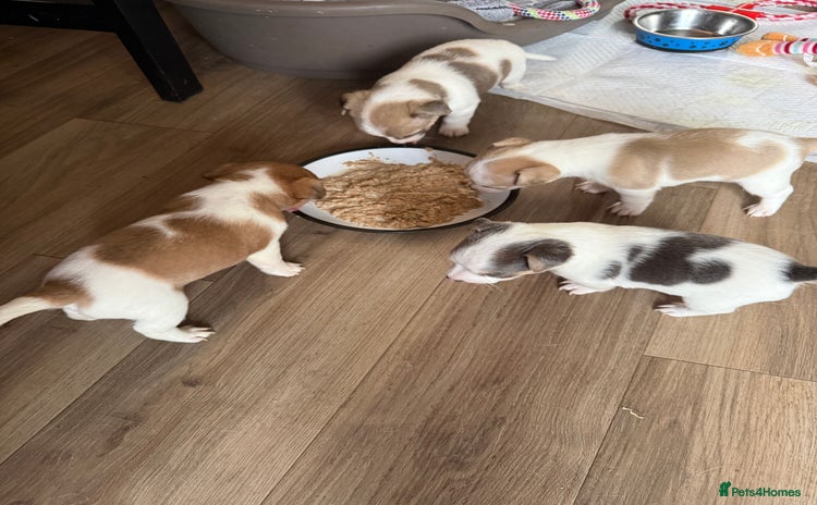 Jack Russell dogs Rare colouring Jack Russell’s 4 Male - Advert 7