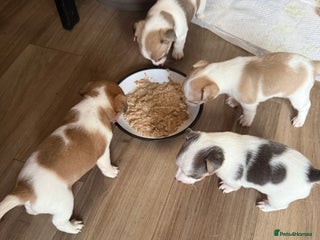 Jack Russell dogs Rare colouring Jack Russell’s 4 Male - Advert 2