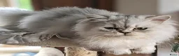Persian cats for sale:  Persian Silver Shaded/Tipped kittens ready now - Advert 20