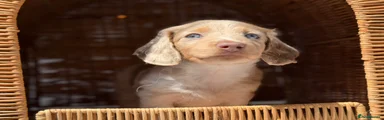 ISABELLA & TAN DAPPLE PIEBALD - LONG HAIRED -MALE - BLUE EYES