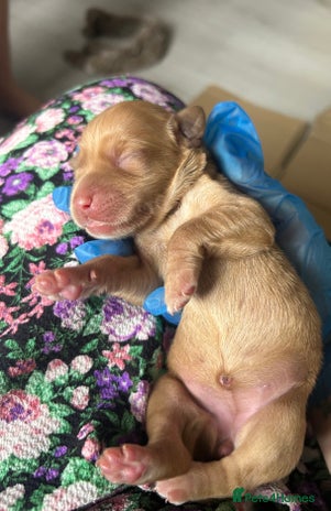 Springador dogs - Advert 2