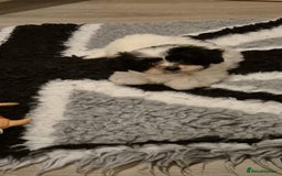 Mixed Breed dogs for sale: 2 adorable Havanse x japanese chin puppies  - Image 8