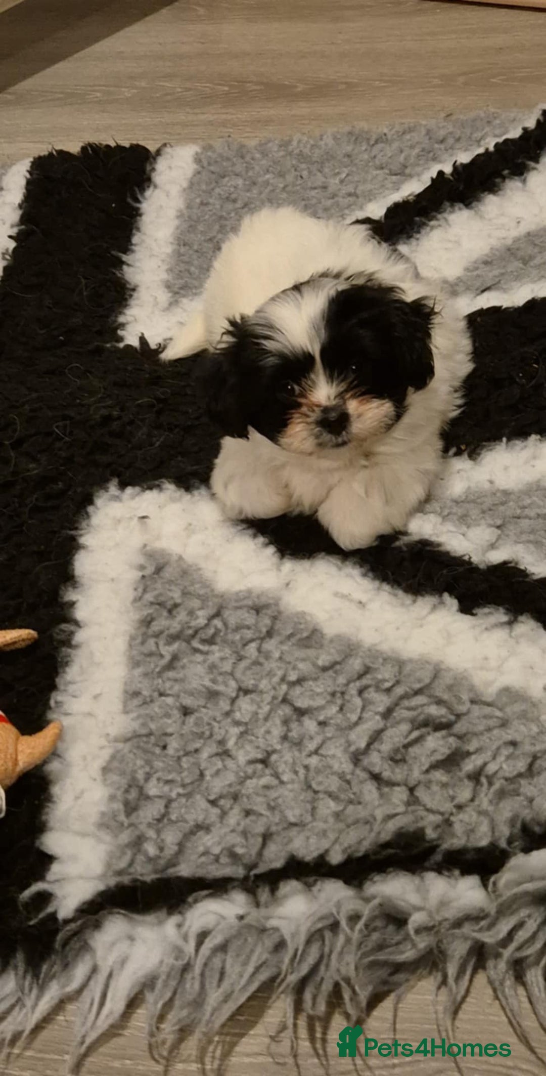 Mixed Breed dogs for sale: 2 adorable Havanse x japanese chin puppies  - Image 8