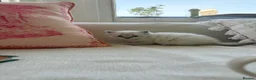 Ragdoll cats for sale: Beautiful pure bred Blue Point Ragdoll kittens  - Advert 1