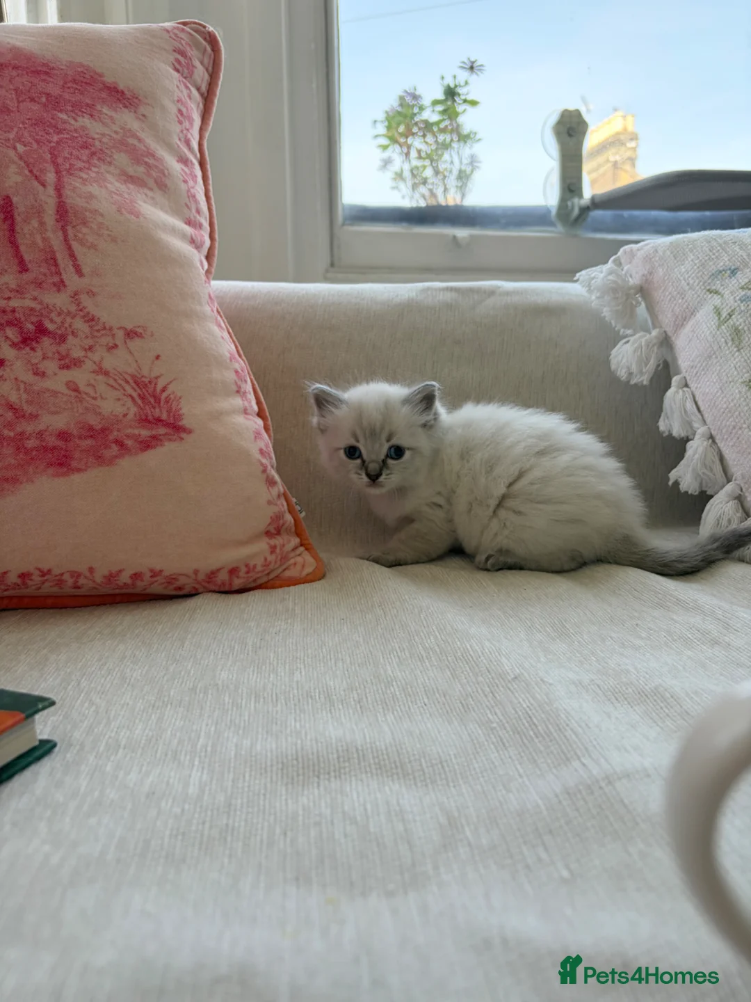 Ragdoll cats for sale: Beautiful pure bred Blue Point Ragdoll kittens  - Advert 1