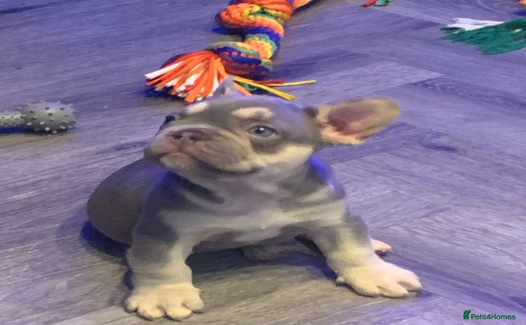 French Bulldog dogs - Advert 16