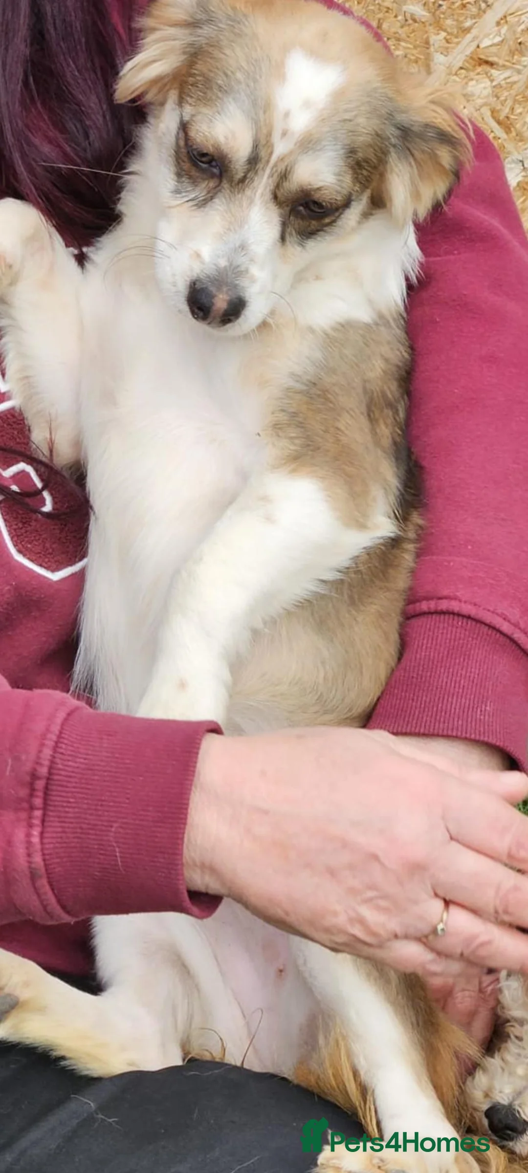 Mixed Breed dogs for adoption: Tulip. Small breed  in Lutterworth - Advert 12