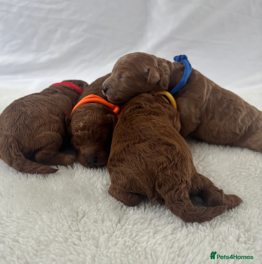 Cavapoo dogs for sale: Extensively Health Tested Toy Cavapoos - Advert 2