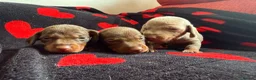 Miniature Dachshund dogs for sale: Beautiful dachshund puppies  - Advert 11