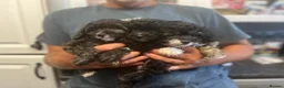 Mixed Breed dogs for sale: Stunning small papipoos/ papillon  x toy poodle - Advert 5