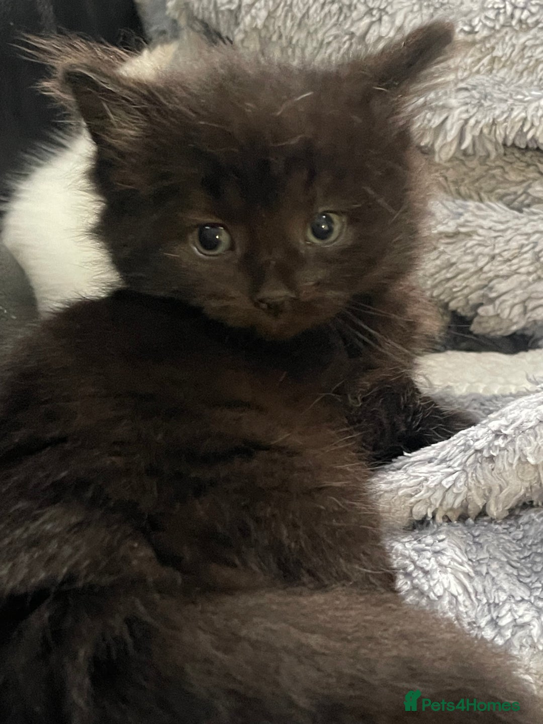 Mixed Breed cats for sale: Beautiful mixed kittens long and shorty hair - Advert 23