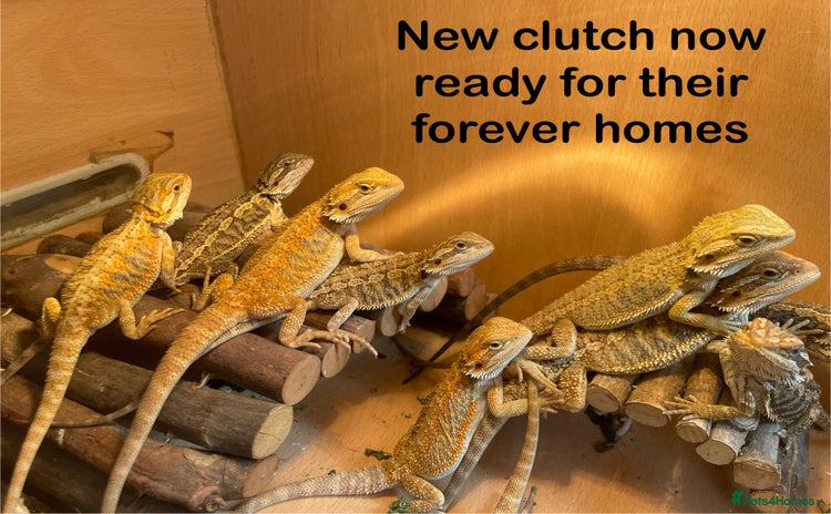 Bearded Dragon reptiles - Advert 20