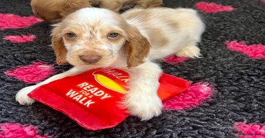 Cocker Spaniel dogs - Advert 2