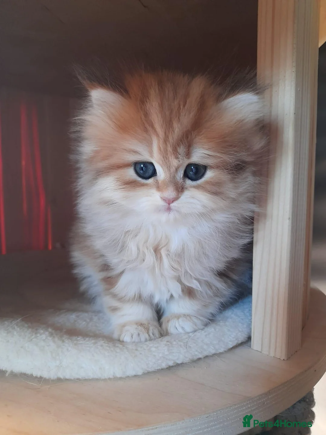 British Shorthair cats for sale: Stunning TICA  British Shorthair Gold - Advert 11