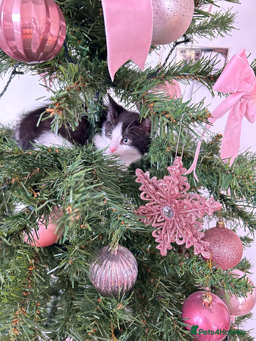 Mixed Breed cats for sale: Joyful kitten ❤️😈😆😍 - Advert 6