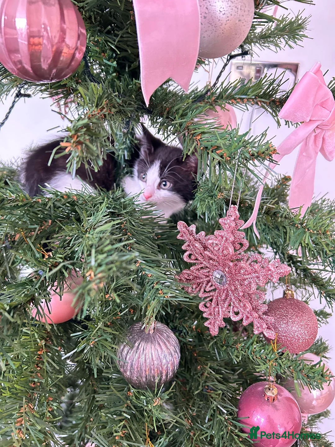 Mixed Breed cats for sale: Joyful kitten ❤️😈😆😍 - Advert 6