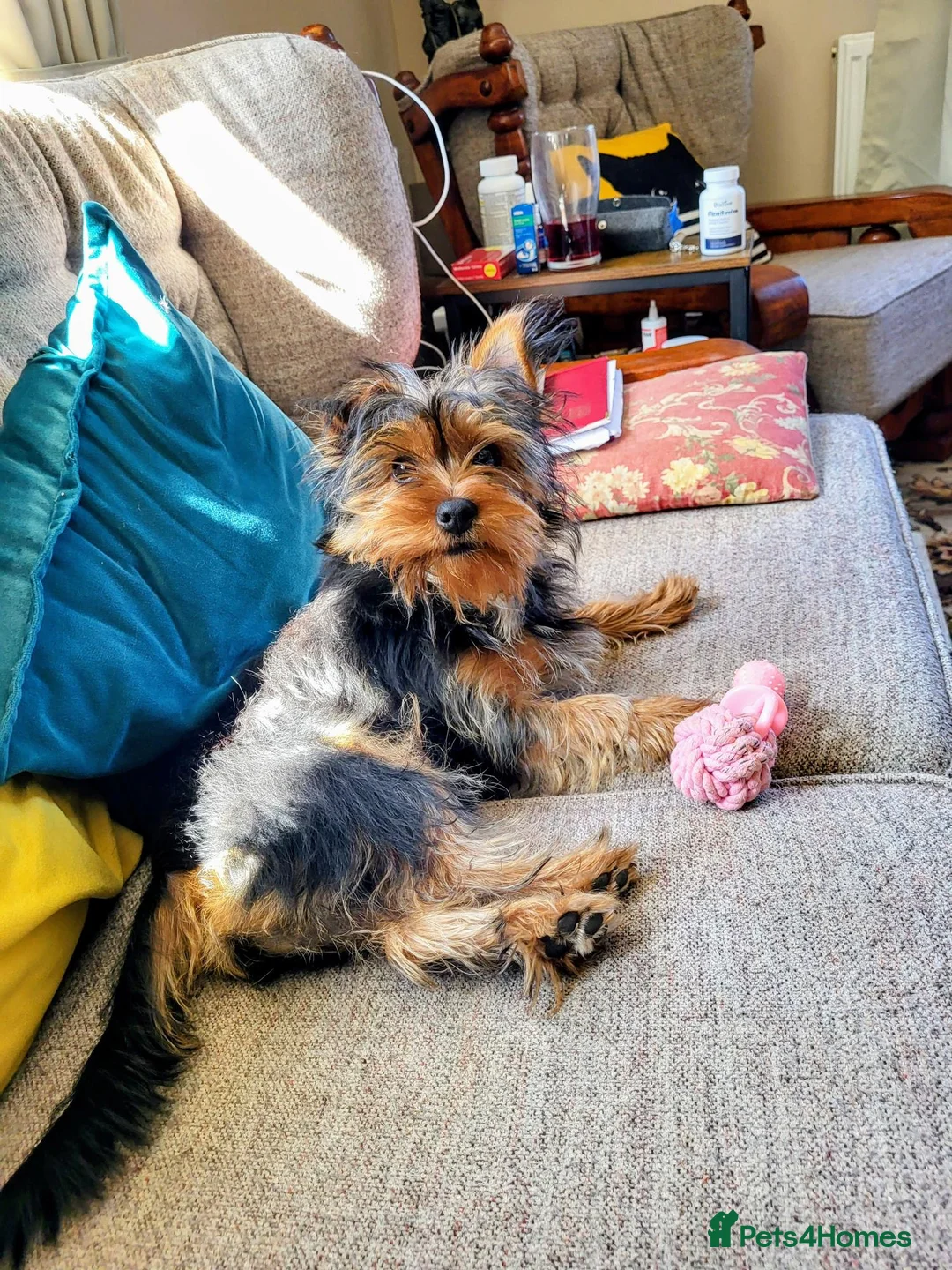 Yorkshire Terrier dogs for sale: Buddy is looking for forever home in Ambleside - Advert 2