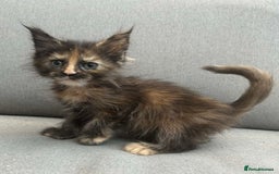 Maine Coon cats for sale: Maine coon kittens SOME POLYDACTYL  in Trimdon Station - Image 24
