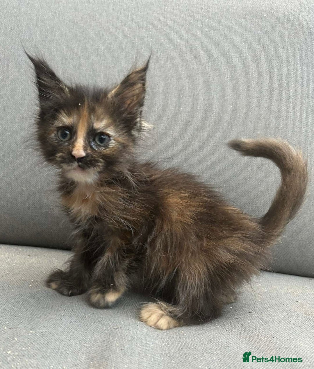 Maine Coon cats for sale: Maine coon kittens SOME POLYDACTYL  in Trimdon Station - Image 24
