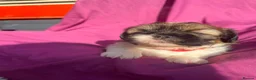 Shih Tzu dogs for sale: Bonnie and Bodie - Advert 3