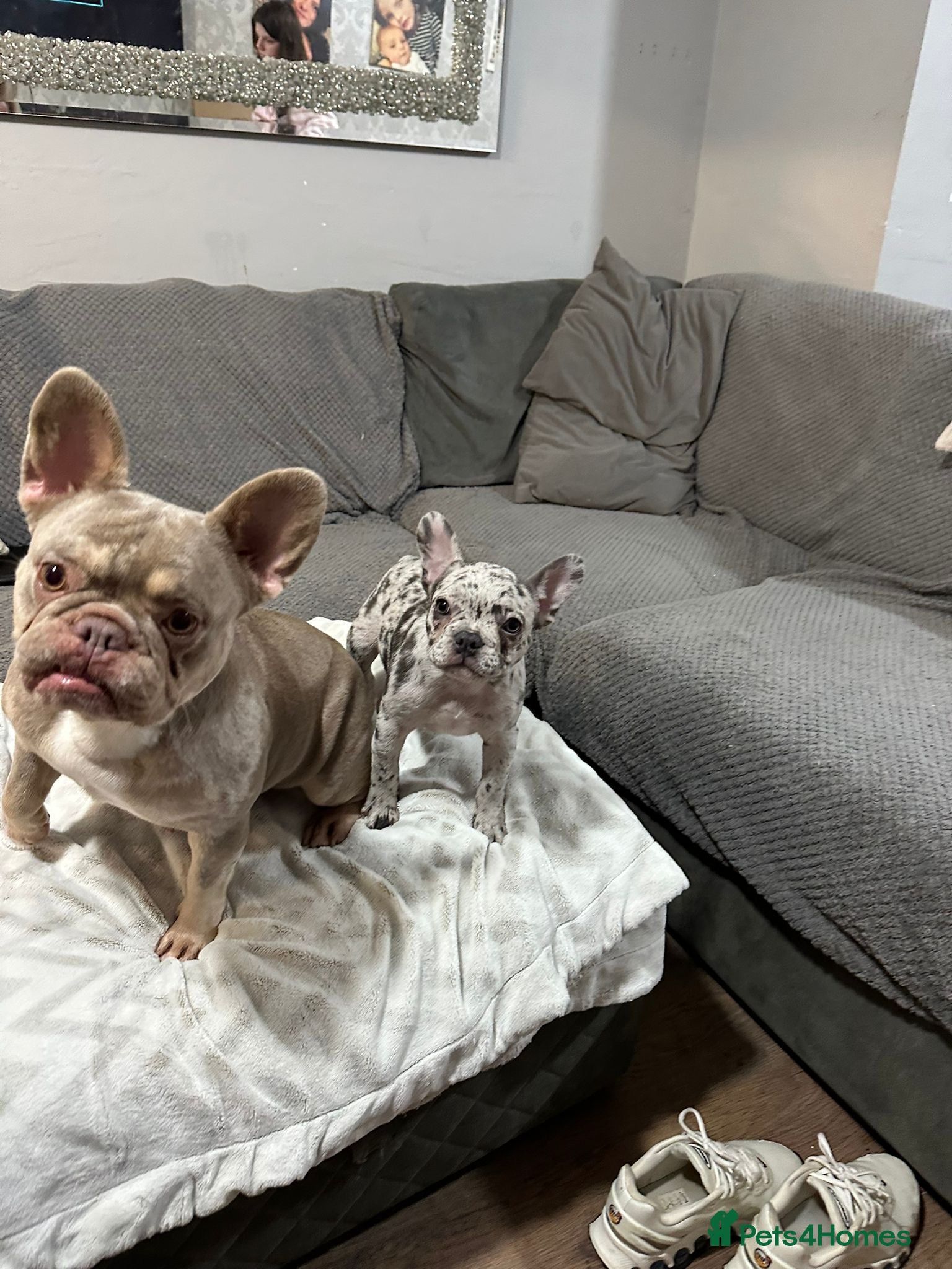 French Bulldog dogs Female French bulldog  - Advert 3