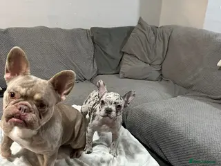 French Bulldog dogs Female French bulldog - Advert 3