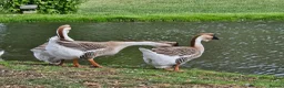 Geese poultry for sale: African Geese - Advert 3