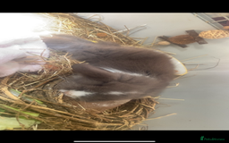 Lionhead rabbits for sale: ⭐️Stunning pure lionheads⭐️ - Image 4