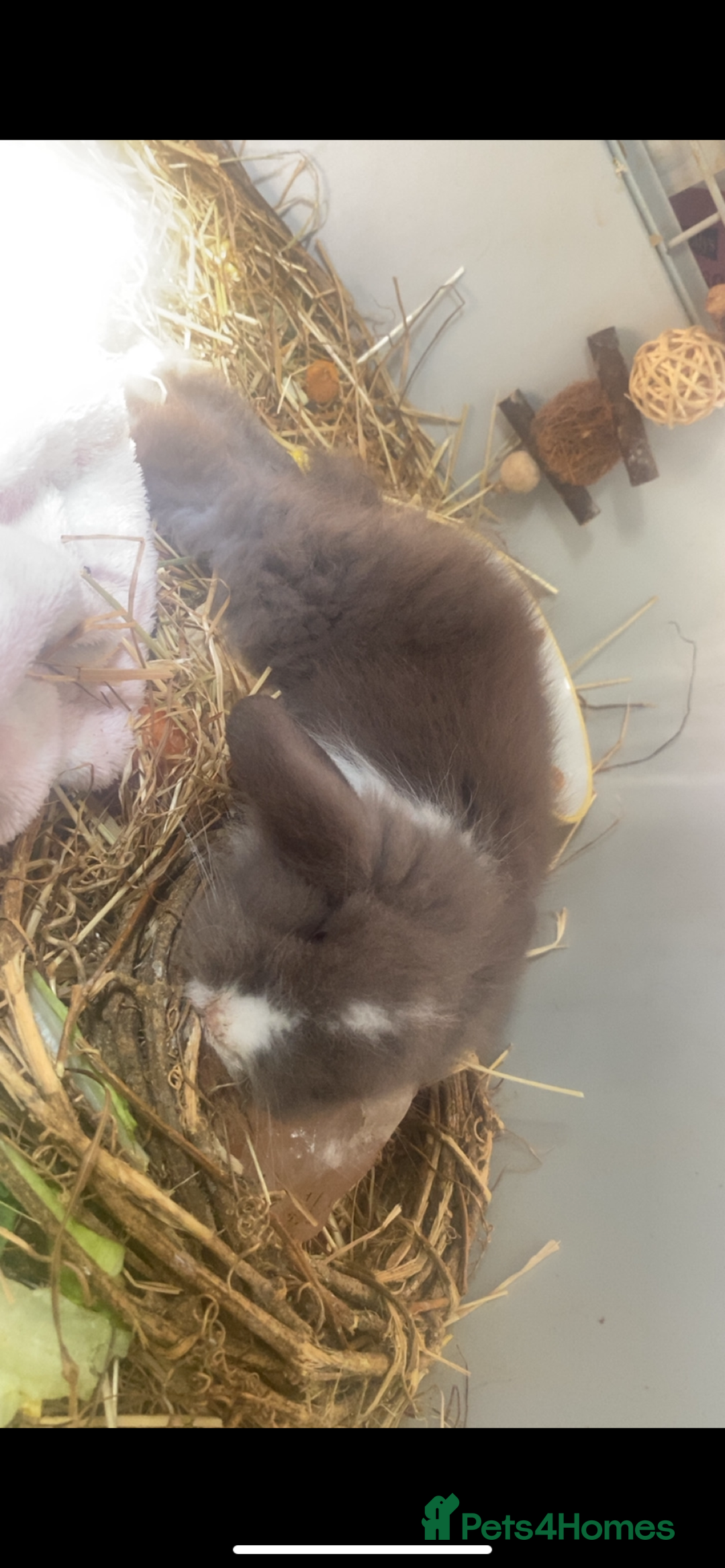 Lionhead rabbits for sale: ⭐️Stunning pure lionheads⭐️ - Image 4