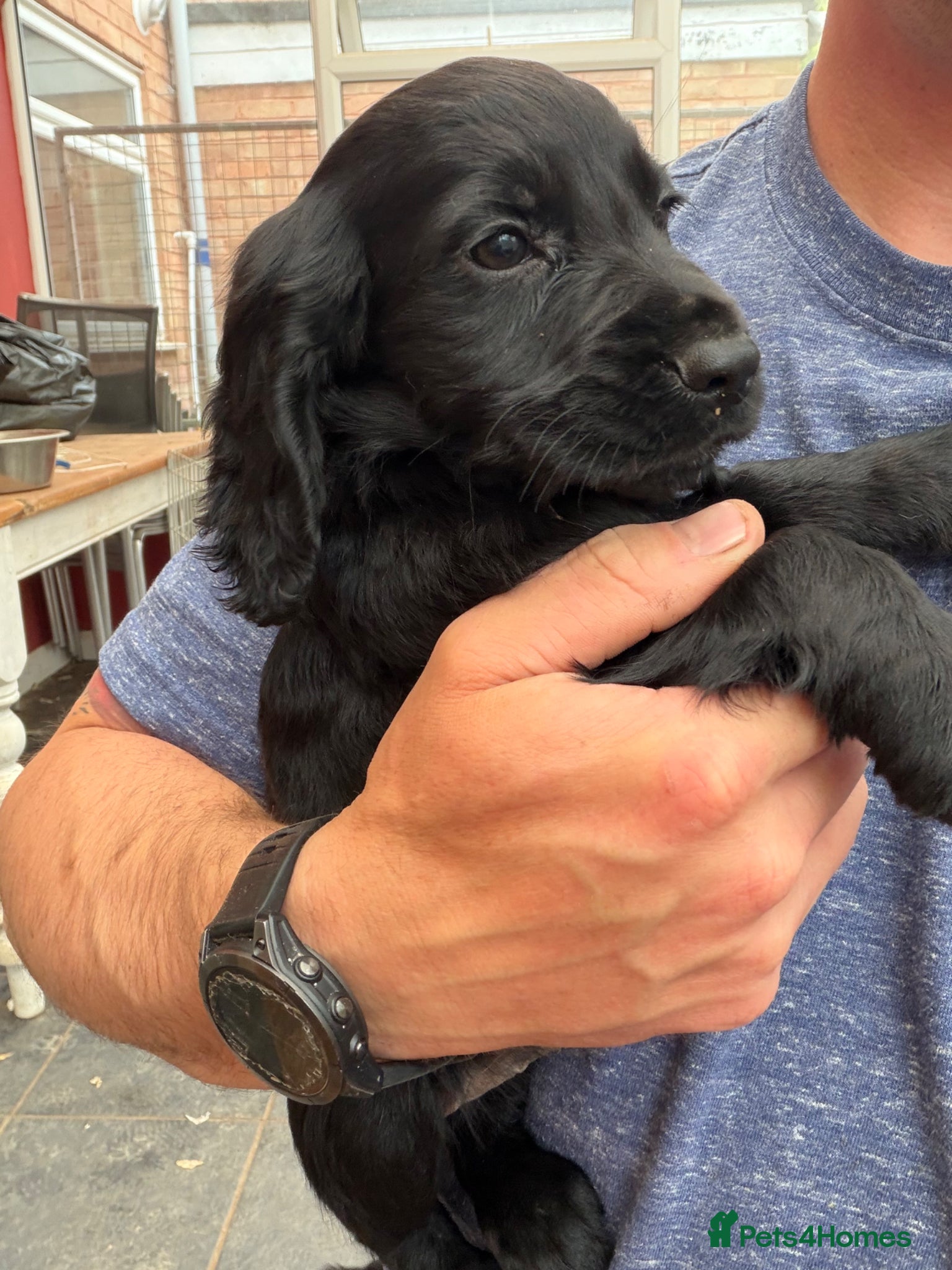 Cocker Spaniel dogs Cocker spaniel puppies - Advert 18