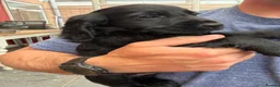 Cocker Spaniel dogs for sale: Cocker spaniel puppies - Advert 1