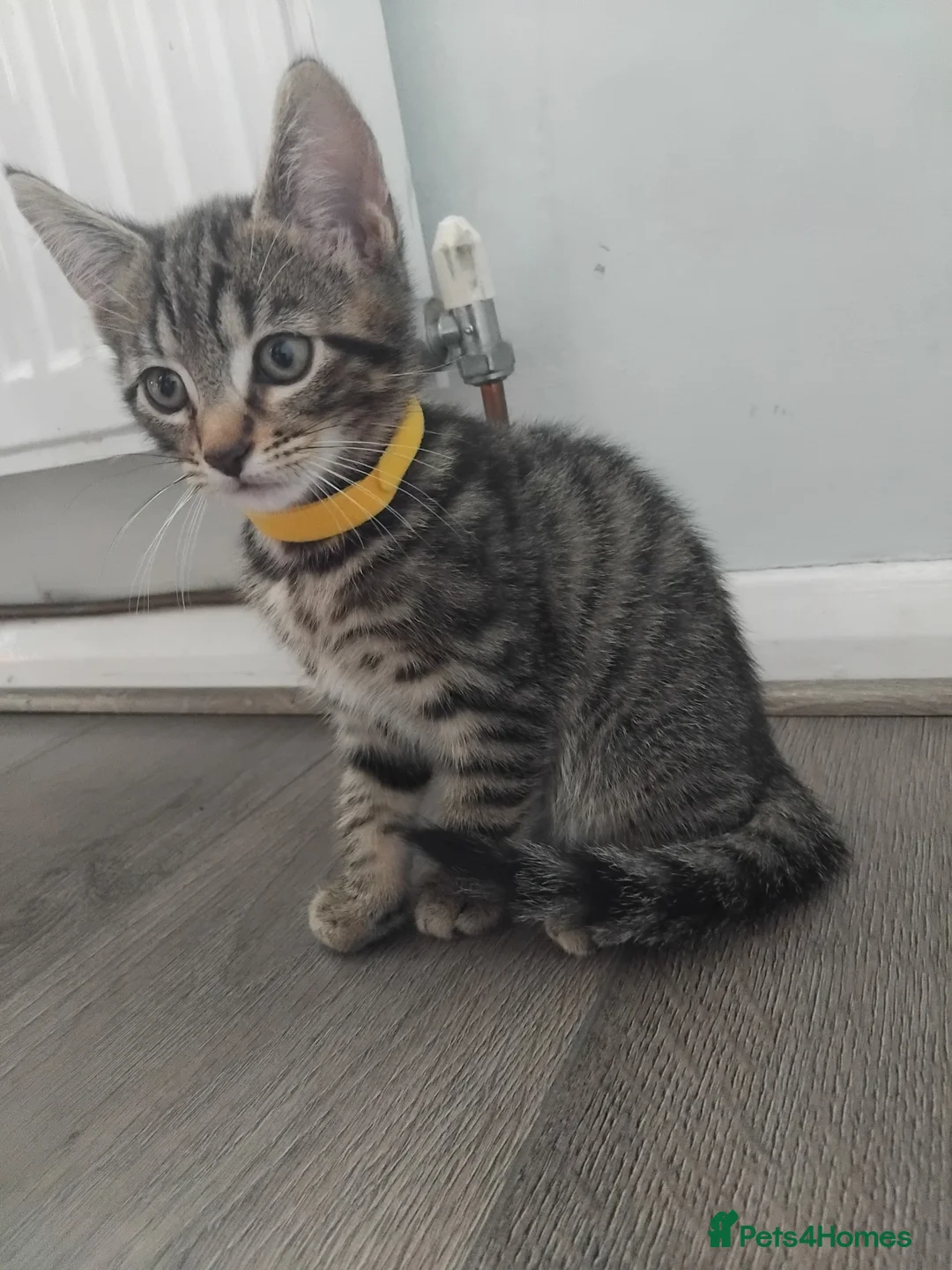 Domestic Shorthair cats for sale: Beautiful 9 weeks old Tabby kittens  - Advert 2