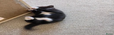 Smooth black and white female 
