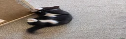 Mixed Breed cats for sale: 3 adorable kittens - Advert 3