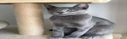 Russian Blue cats for sale: Ocean – Gentle Young Russian Blue w/ Emerald Eyes - Advert 4